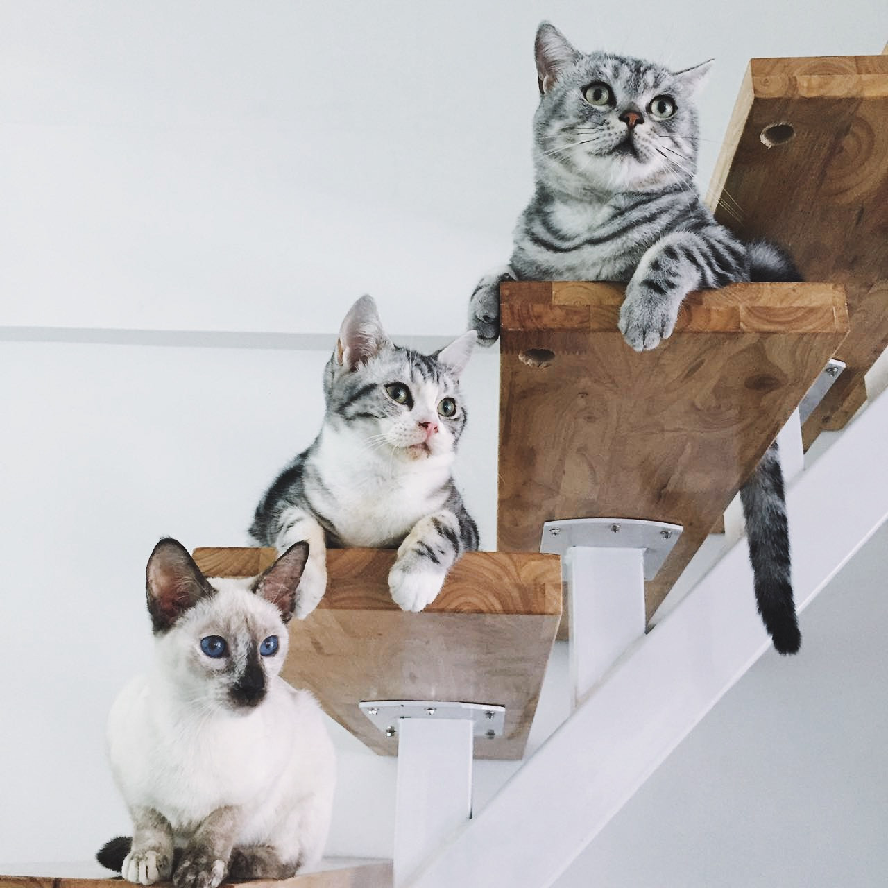 黃浦區(qū)簡約風格貓咖廳裝修設計-第1張圖片-上海古都建筑設計集團